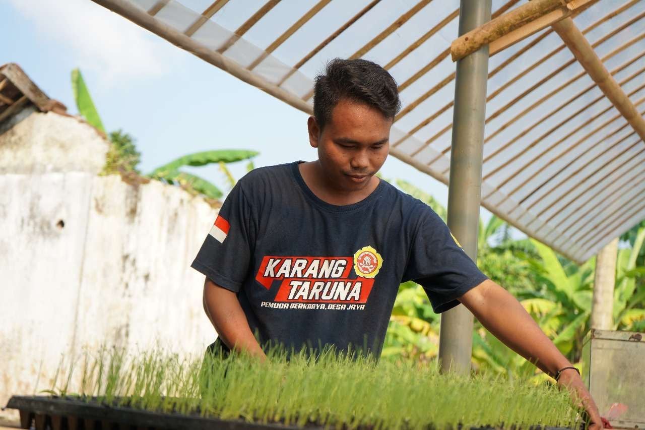 Cara Menanam Bawang Merah TTS